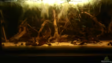 Kleines Rio Negro Imitat von NonTakt