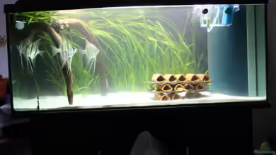 Kleines Südamerika von Panda