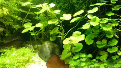 kleines Weißes von A. G.