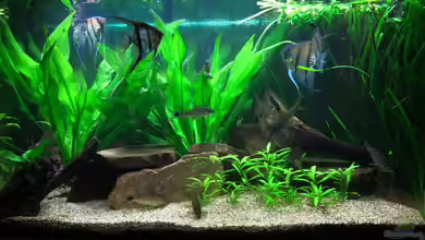 Kleines Wohnzimmerbecken von Jan16