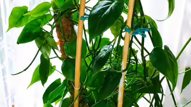 Kletternder Philodendron (Philodendron scandens)