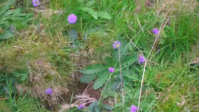 Knautia arvensis am Gartenteich