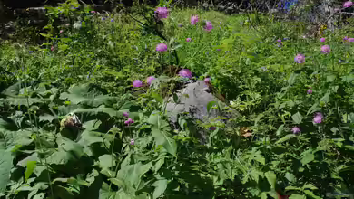 Knautia dipsacifolia im Garten pflanzen