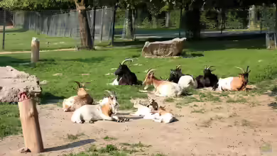 Koehler unterwegs - Opel Zoo