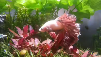 Kölle Zoo von Trimmy