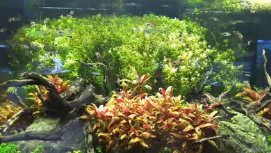 Kölle Zoo von Koelle-Zoo