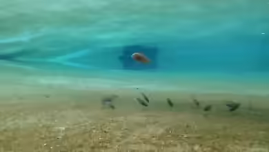 Kölner Zoo / Aquarium