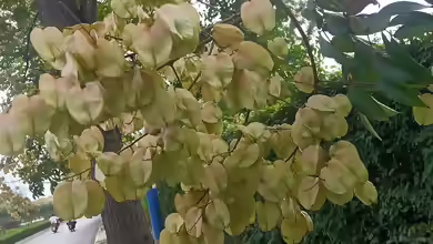 Koelreuteria paniculata im Garten pflanzen