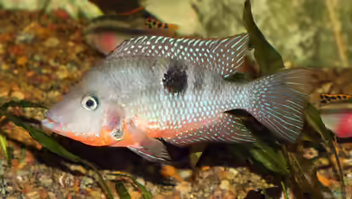 Können Fische hören oder sind sie taub?