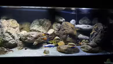 Können Fische im Aquarium ohne Pflanzen leben?