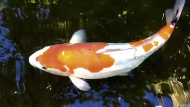 Kohaku - Eine Zuchtform des Koi