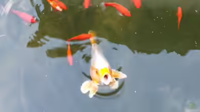 Koi-Karpfen im Gartenteich halten