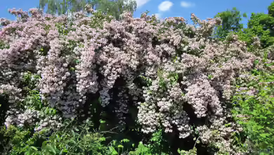 Kolkwitzia amabilis im Garten pflanzen