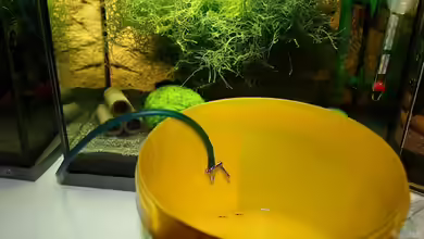 Komfortable Lösung: empfindliche Garnelen (z.B. Red Bee???s) an neue Wasserwerte gewöhnen