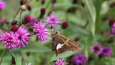 Komma-Dickkopffalter: Hesperia comma im Garten