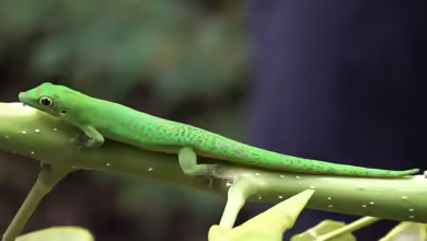 Komoren-Zwergtaggecko - Phelsuma v-nigra: Haltung, Lebensraum und Pflege im Terrarium