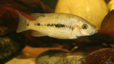Konia eisentrauti im Aquarium