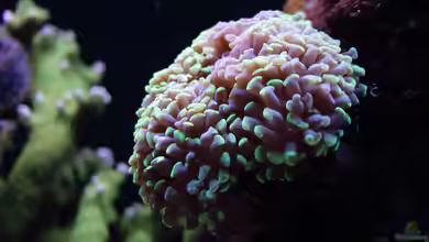 Korallenwachstum im Aquarium verbessern: Ein umfassender Leitfaden für Hobby-Aquarianer