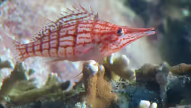 Korallenwächter - Faszinierende Symbiosebewohner im Riffaquarium