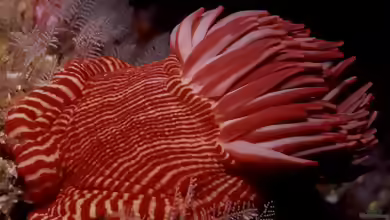 Korsaranthus natalensis im Aquarium halten