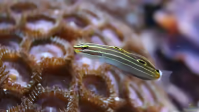 Koumansetta hectori im Aquarium halten