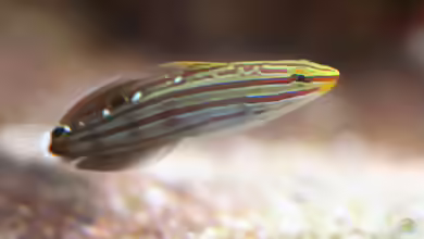 Koumansetta rainfordi im Aquarium halten