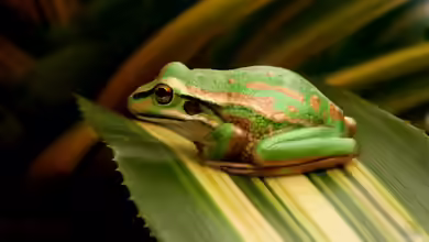 Krankheiten bei Terrariumtieren schnell erkennen