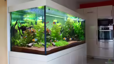 Kreative Einrichtungsideen für Aquarium, Garten, Teich und Terrarium