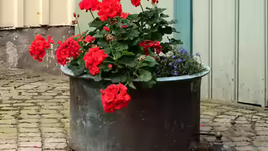 Kreative Gestaltungsideen: Wie kann die Terrasse mit Pflanzkübeln optimal verschönert werden?