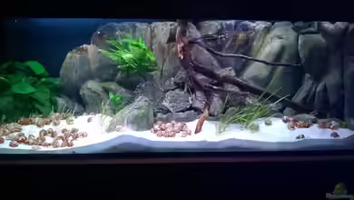 Kreative Gestaltungsideen für die Aquarium-Rückwand: Ein Leitfaden für Aquarienliebhaber