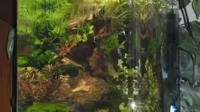 Krebs-Honeymoon Villa  ( Bora-Bora ) von Sailfish