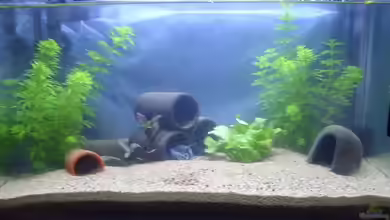 Krebsbecken von TheLegacy94