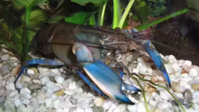 Krebse im Aquarium halten