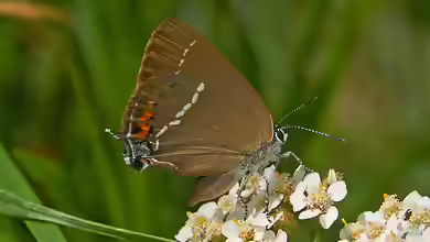Kreuzdorn-Zipfelfalter: Satyrium spini im Garten