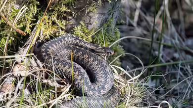 Kreuzotter im Garten gesichtet: Was jetzt? - Ein umfassender Ratgeber für Haus- und Gartenbesitzer