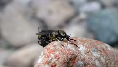Kriebelmücken im Garten