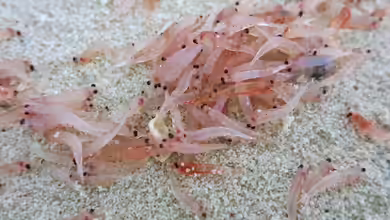 Krill als Zierfischfutter
