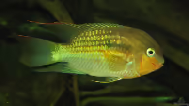 Krobia guianensis im Aquarium halten