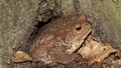 Kröte oder Frosch: Wer quakt denn da?