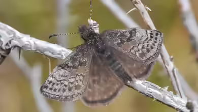Kronwicken-Dickkopffalter: Erynnis tages im Garten