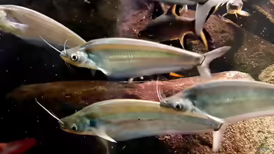 Kryptopterus cryptopterus im Aquarium halten