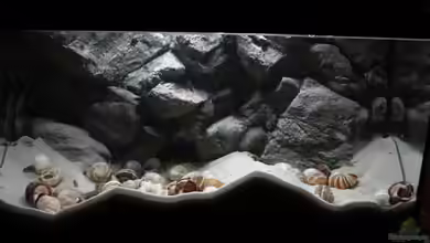 Kuchimba kibushuti verkauft von Koehler