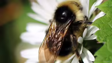 Kuckucksbienen - die unbekannten Spezialisten unter den Wildbienen