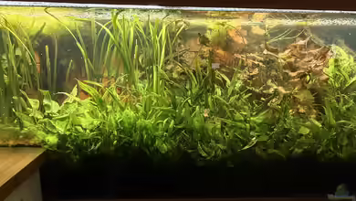 Küchenbecken von Lina L.