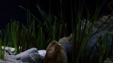 Künstliche Pflanzen im Aquarium: Vor- und Nachteile