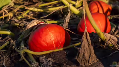 Kürbispflanzen jetzt richtig pflegen - damit die Früchte im Herbst groß herauskommen