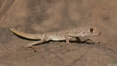Küsten-Namibtaggecko - Rhoptropus afer: Haltung, Lebensraum und Pflege im Terrarium