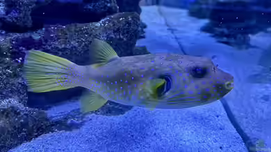 Kugelfische im Aquarium halten