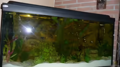 Kunstpflanzen im Aquarium