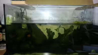 Kunterbuntes Kampffischbecken von Pascal Quellbrunn